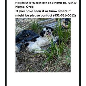 Lost Dog Oreo