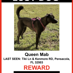 Lost Dog Queen Mab