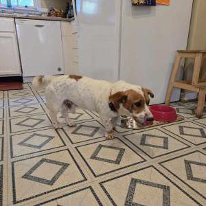 Image of Doug, Lost Dog