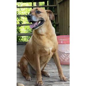 Lost Dog Micco