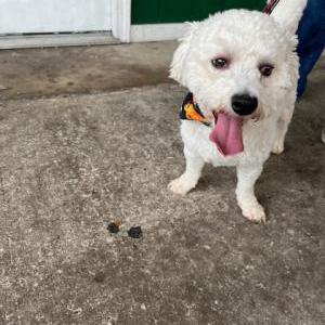 Found Dog Unknown
