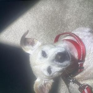 Lost Dog Zeus