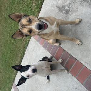 Found Dog Unknown