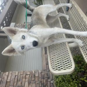 Found Dog Unknown