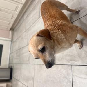 Found Dog doxie/ch- tan female