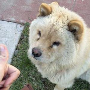 Lost Dog Leo