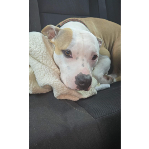 Lost Dog princess