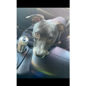 Found Dog Unsure