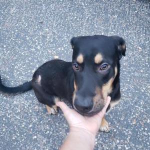 Found Dog Unknown