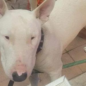 Lost Dog Duke