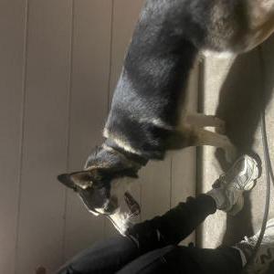 Found Dog Unknown