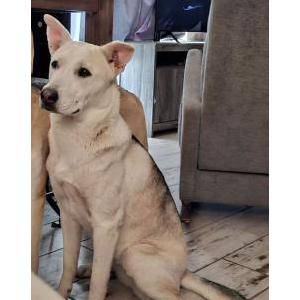 Lost Dog CC