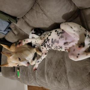 Image of Unknown, Found Dog