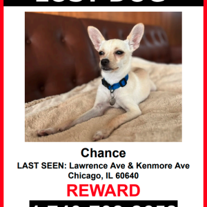 Lost Dog Chance