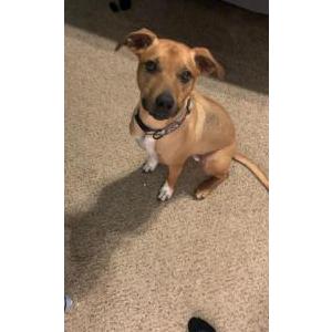 Lost Dog Baloo