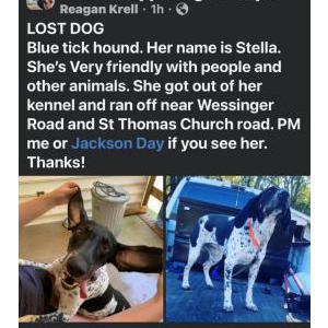 Image of Stella, Lost Dog