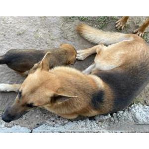 Lost Dog Lobo