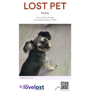Lost Dog Honey