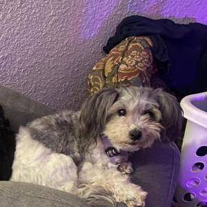 Lost Dog Lulu
