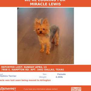 Lost Dog Miracle Lewis