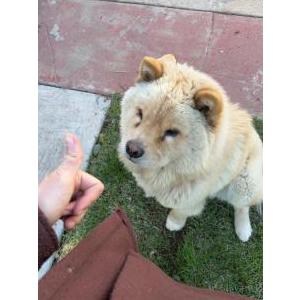 Lost Dog Leo