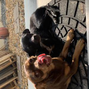 Lost Dog Sarah and April