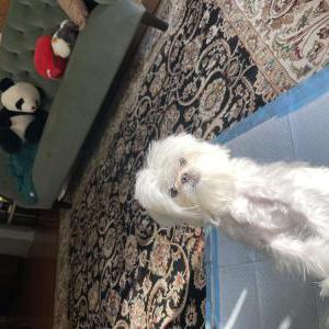 Lost Dog Kenny