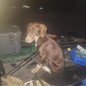 Found Dog Unknown