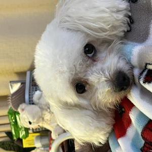 Lost Dog Lamby