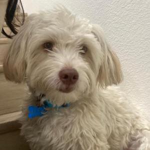Lost Dog Max