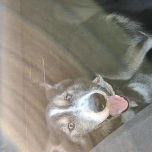 Lost Dog Mishka