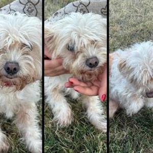 Found Dog Unknown