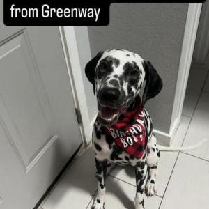 Lost Dog Zeus