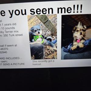 Lost Dog Ariel