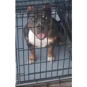 Image of Isis, Lost Dog