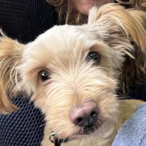 Found Dog Unknown