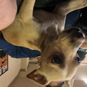 Found Dog Unknown
