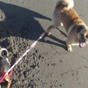 Lost Dog Arlo