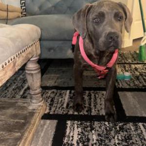 Lost Dog Bailey