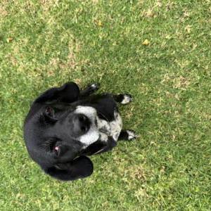 Found Dog Unknown