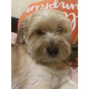 Lost Dog Osy