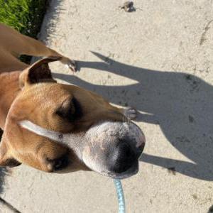 Found Dog SWEET GIRL - Unknown Name