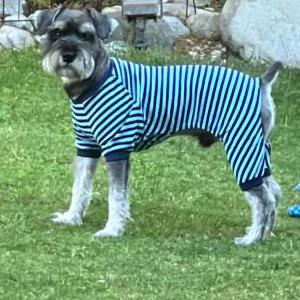 Lost Dog Winston