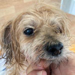 Lost Dog Billy
