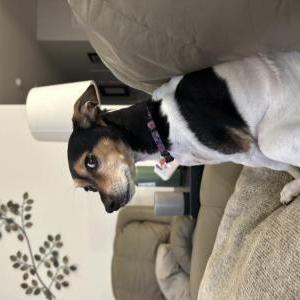 Lost Dog Dottie