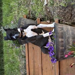 Lost Dog Layla