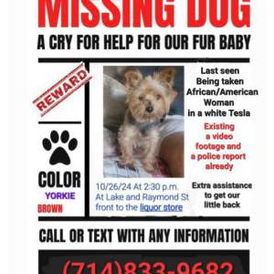 Lost Dog Cachorro