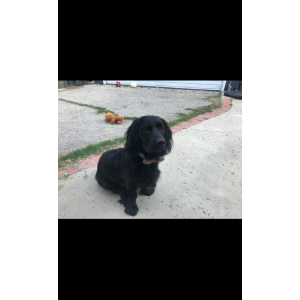 Lost Dog Smokey