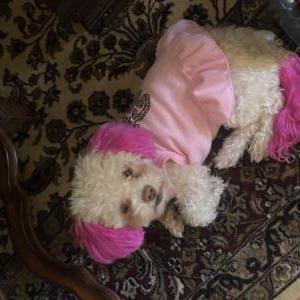 Lost Dog Dior