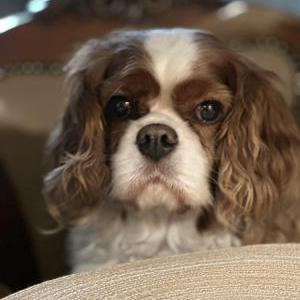 Lost Dog Charlie